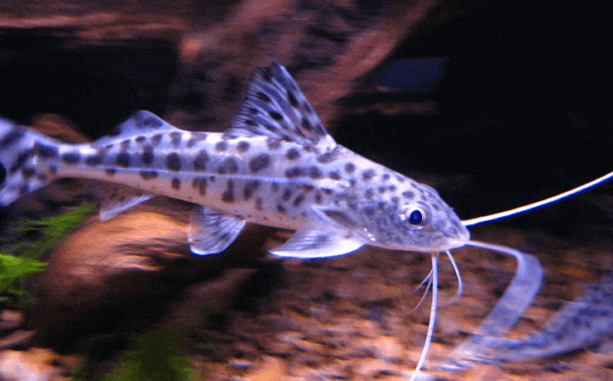 Pictus-monnien ulkonäkö