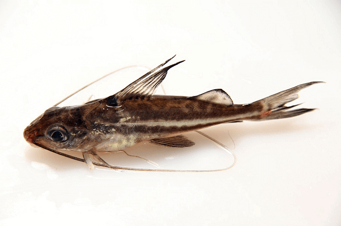 Pictus Monni