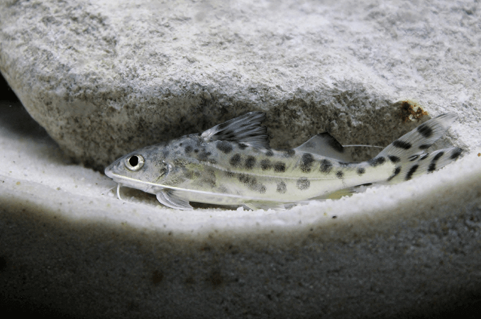 Pictus Monni Uinti