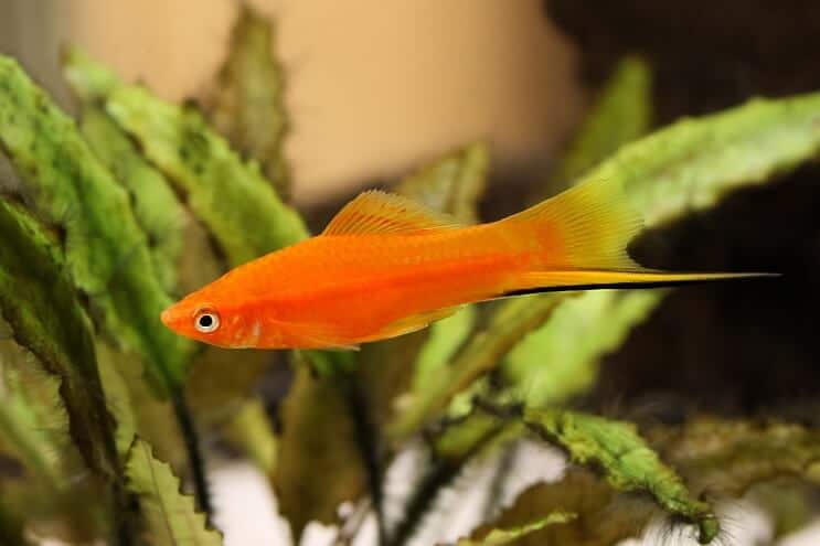 Swordtail Platy -kalat