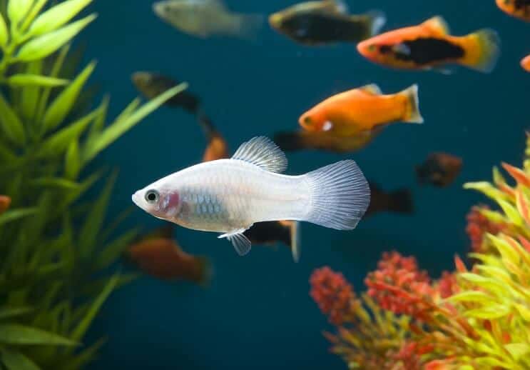 Valkoinen platy-kala