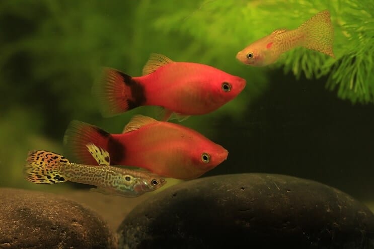 Guppy ja Platy