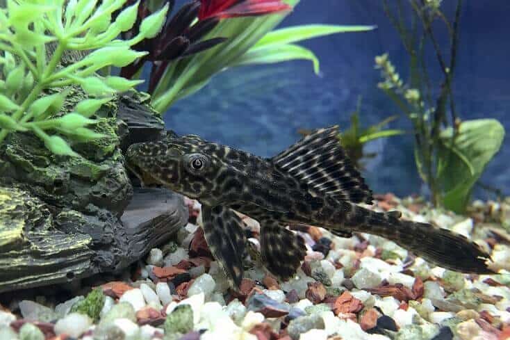 Plecostomus-yleiskatsaus