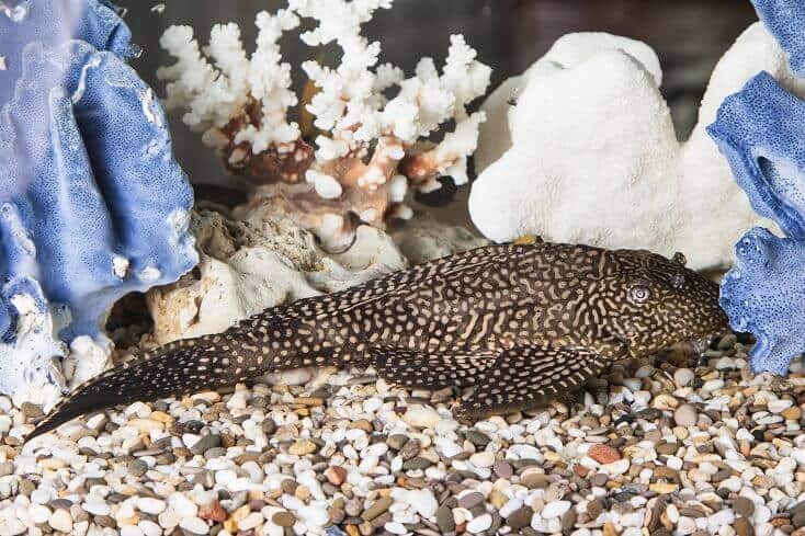 Yhteinen Pleco