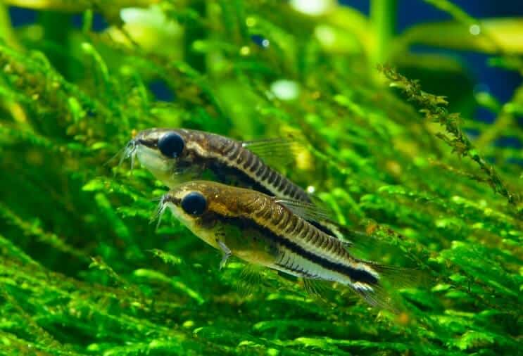 Pygmy Cory -yleiskatsaus