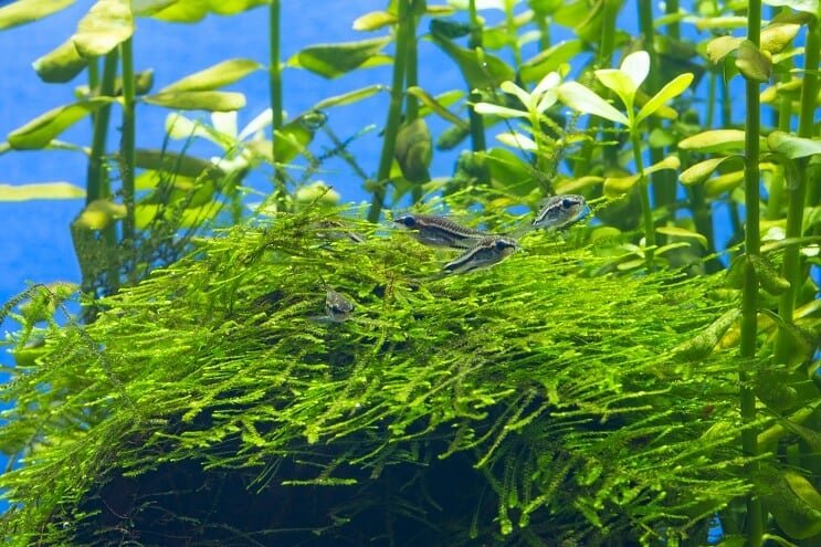 Pygmy Cory -ympäristö