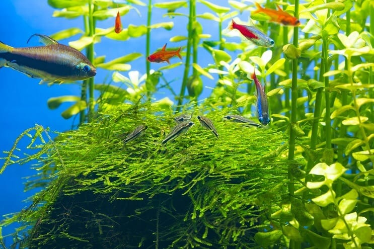 Pygmy Cory säiliökumppanit