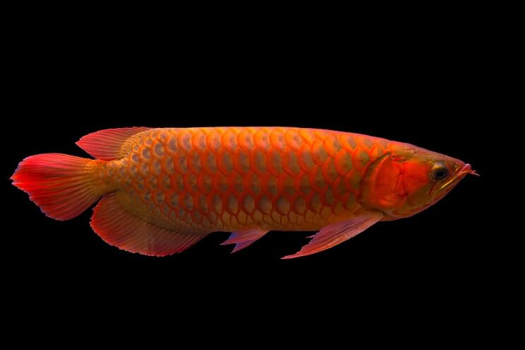 Red Arowanan yleiskatsaus
