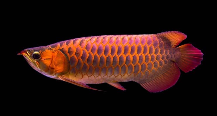 Punainen Arowana-ruokavalio