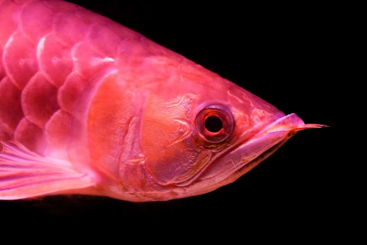 Punainen Arowana Care