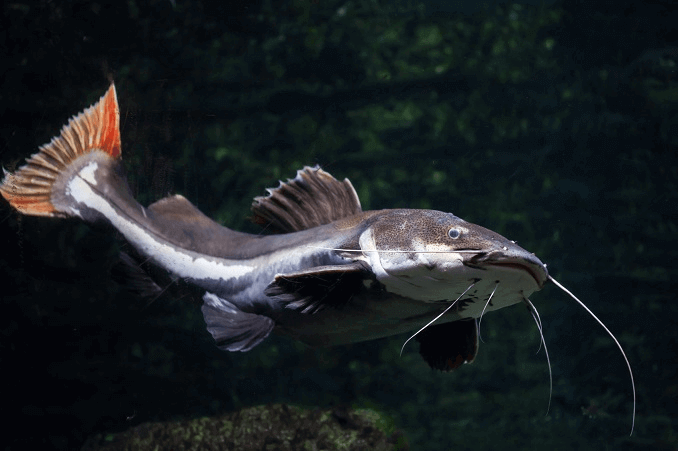 Tietoja Redtail-monniista