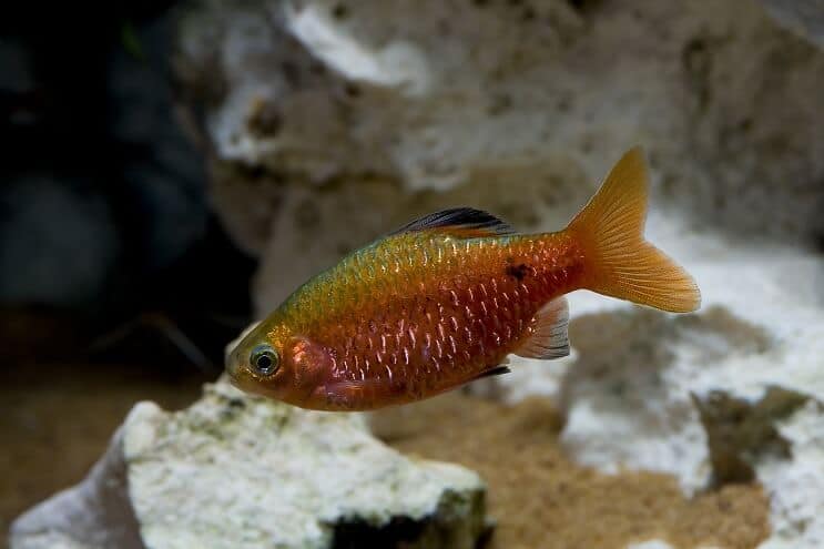 Rosy Barb Yleiskatsaus