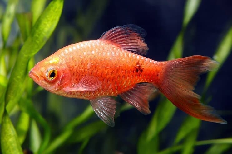 Rosy Barb Ulkonäkö
