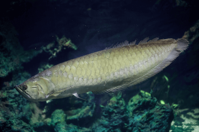 Hopea Arowana Ulkonäkö