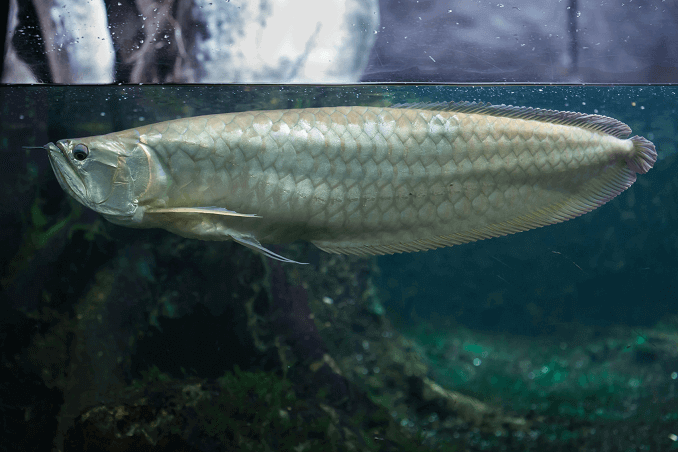 Hopea Arowana säiliössä
