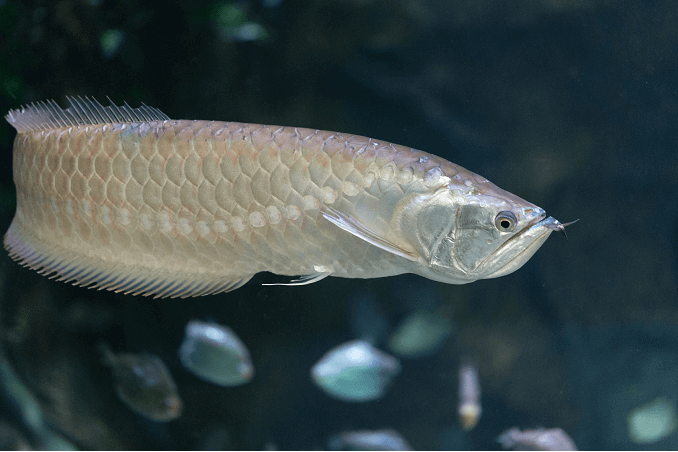 Hopea Arowana Uinti