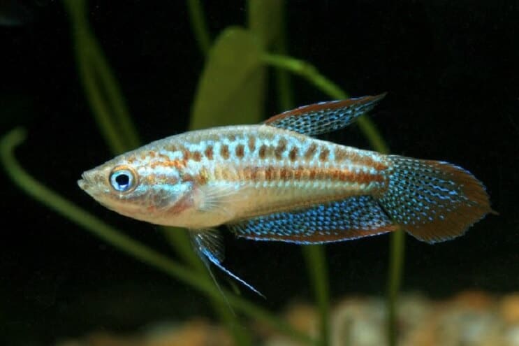Kuohuviini Gourami