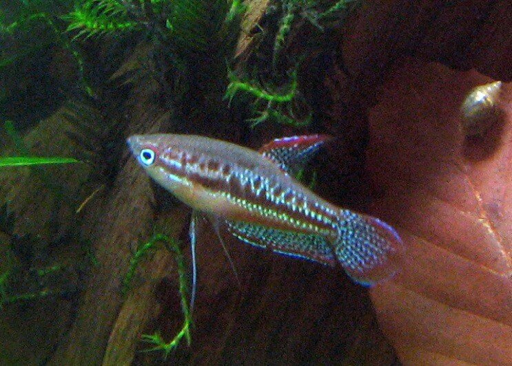 Kuohuviini Gourami Uinti