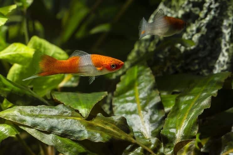 Swordtail-ruokavalio