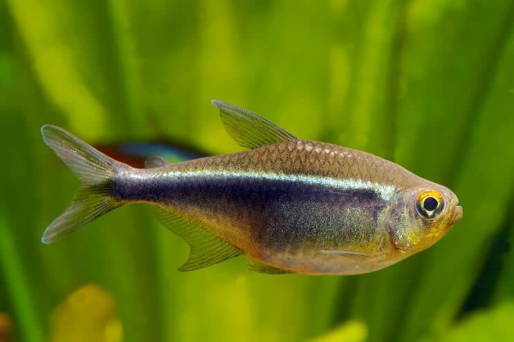 Musta Neon Tetra
