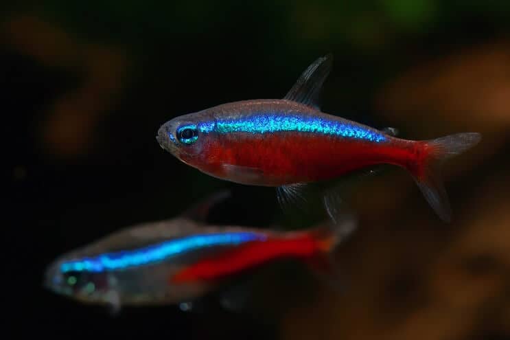 Kardinaali Tetra