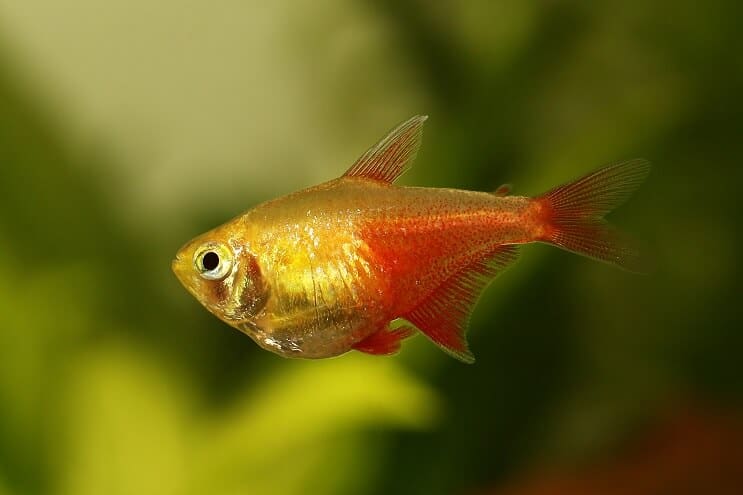 Liekki Tetra