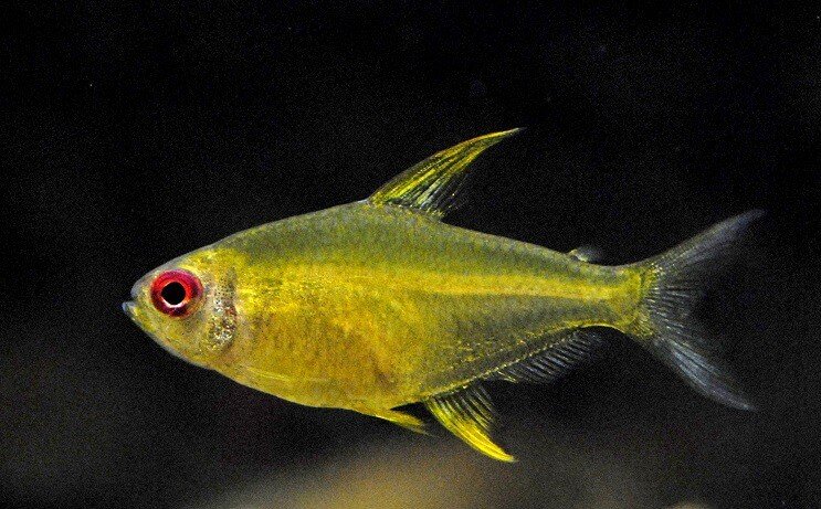 Sitruuna Tetra