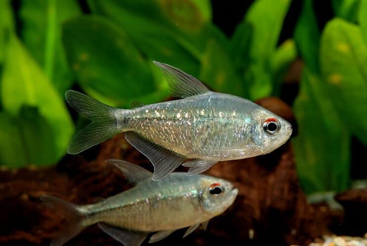 Timantti Tetra