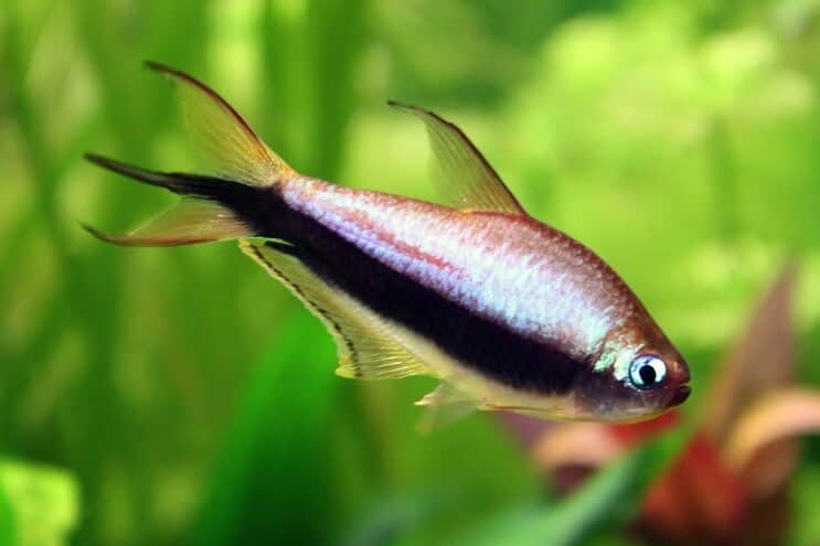 Keisari Tetra
