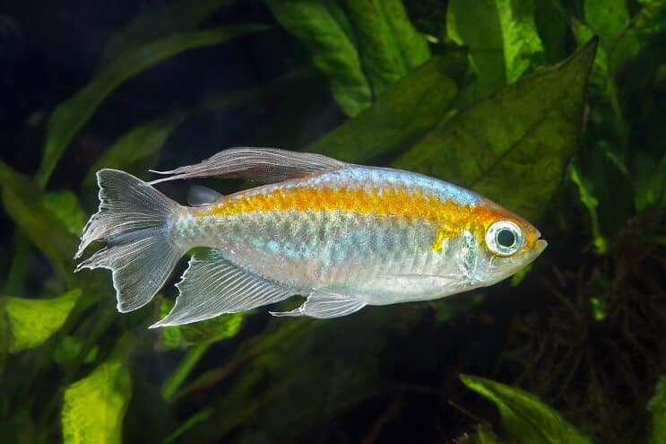 Kongon tetra