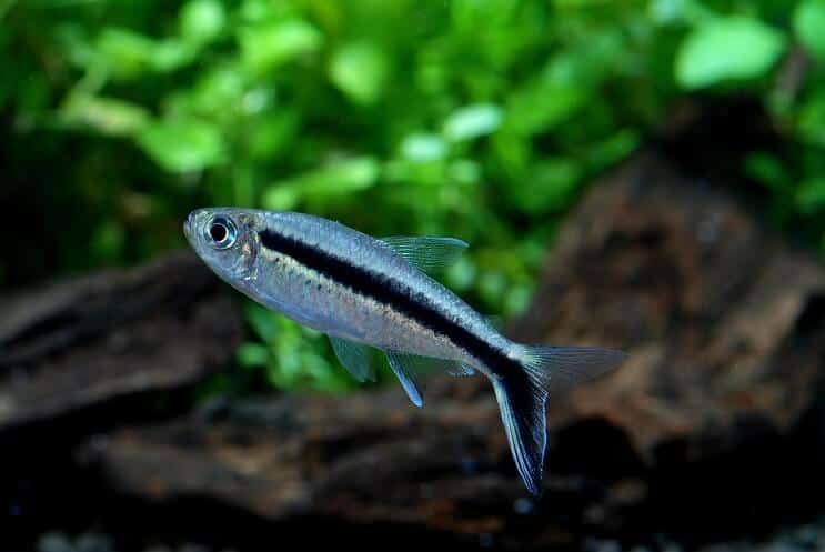 Pingviini Tetra