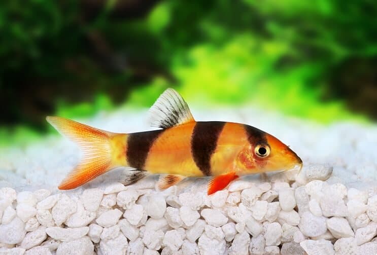 Pelle Loach