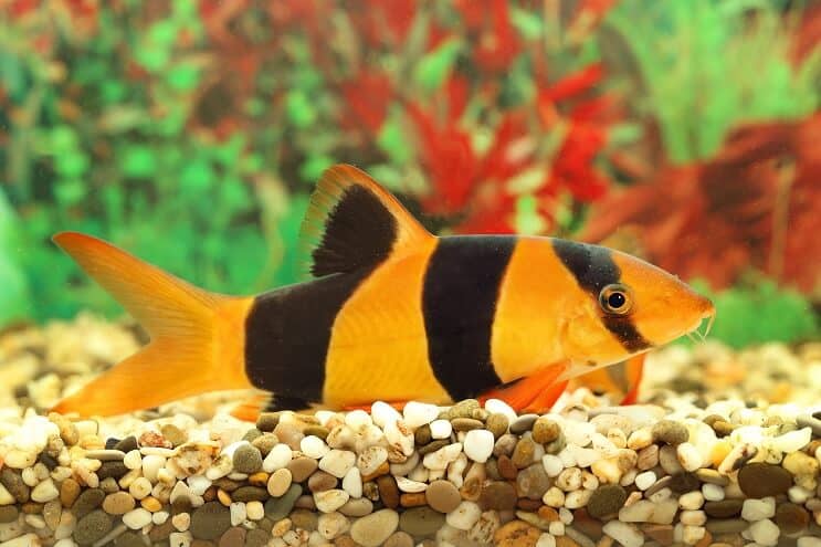 Clown Loach -yleiskatsaus