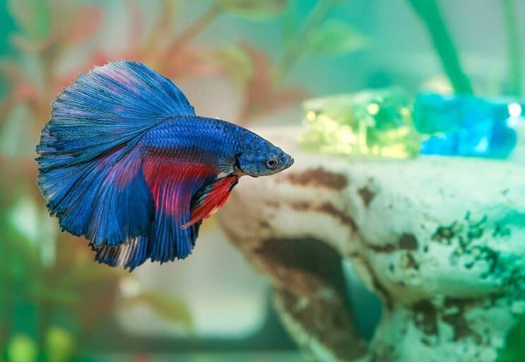 Betta-kalatauti