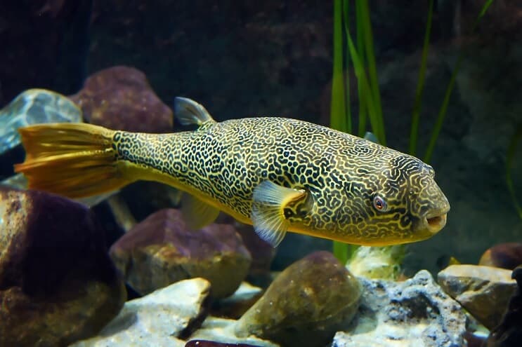 Mbu Puffer Fish lähikuva