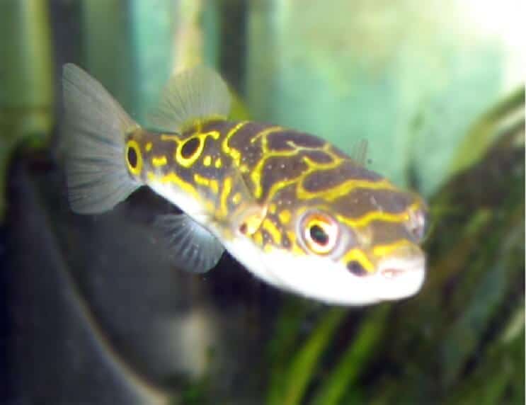 Kuva 8 Puffer Fish