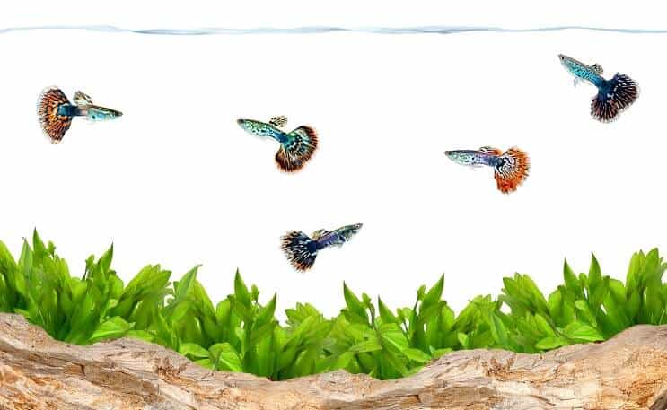 Guppies akvaariossa