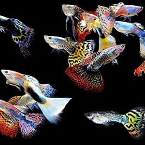 5 urospuolista guppia trooppisille säiliöille