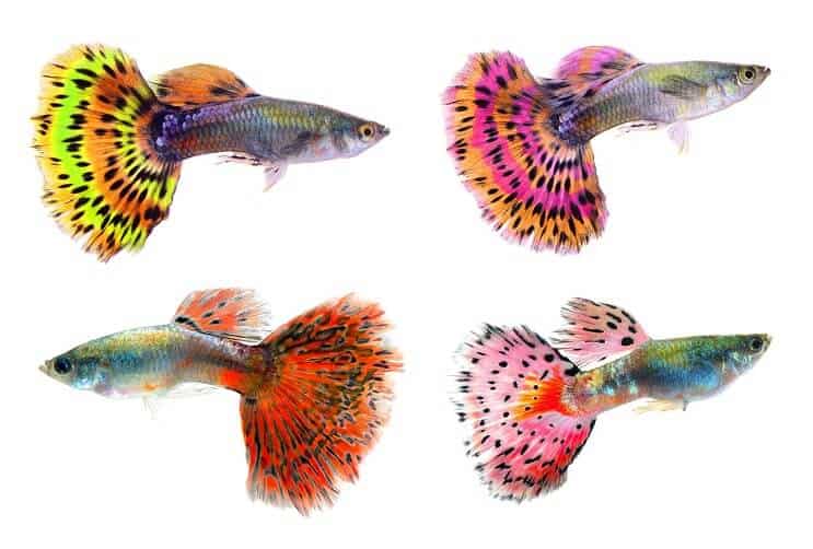Eri värejä Guppies