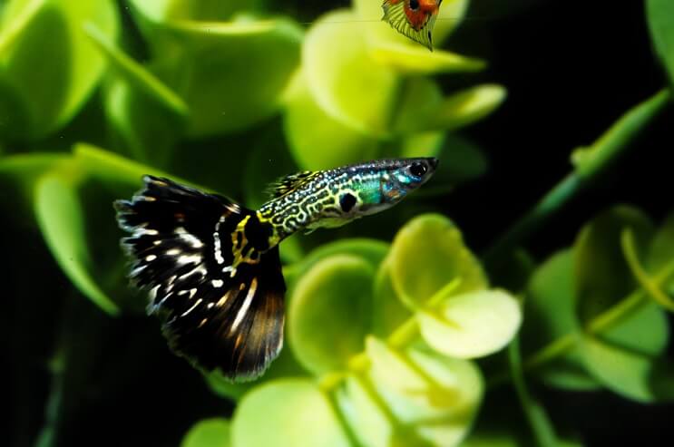 Kuviollinen Guppy Fish