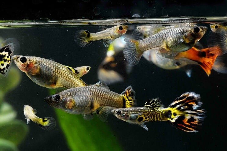 Kuinka seksiä Guppies