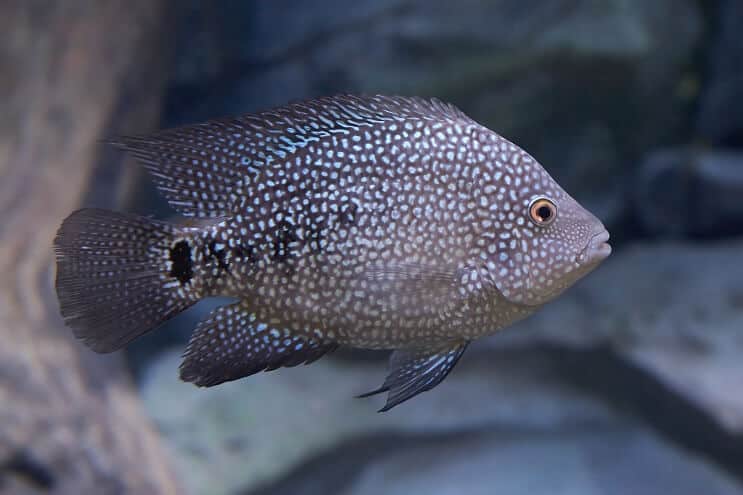 Texas Cichlid Ulkonäkö