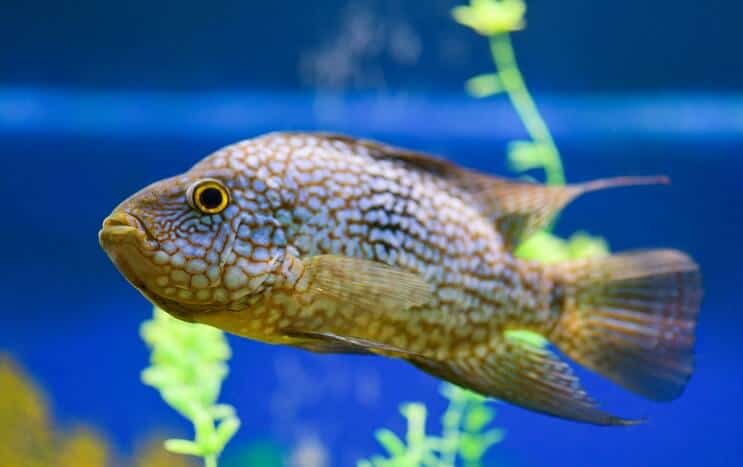 Texas Cichlid -ympäristö