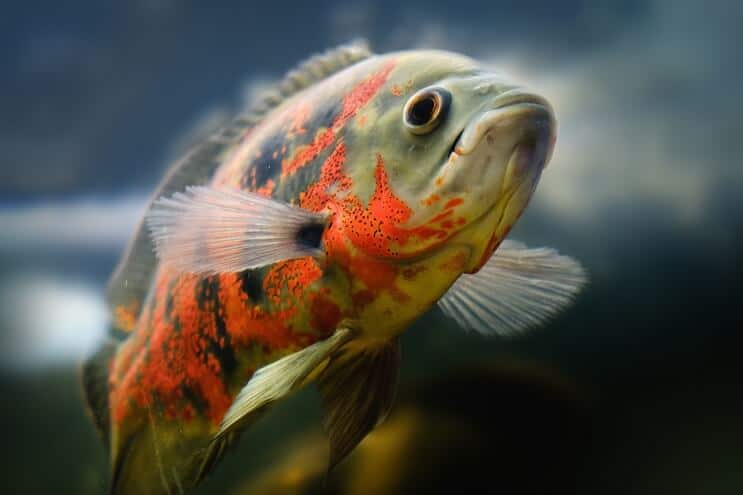 Oscar Fish