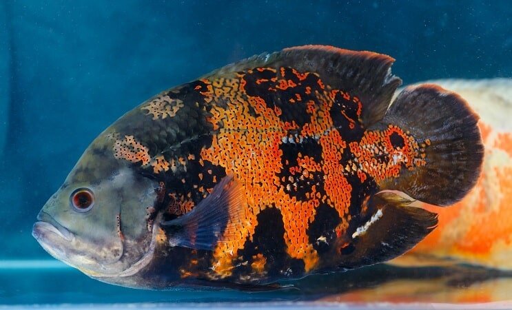 Tiikeri Oscar Fish