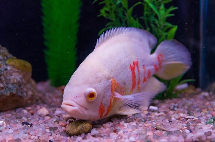 Albino Oscar