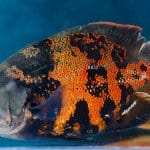 Tiikeri Oscar Fish