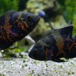 10 kaunista Oscar Fish Banner -tyyppiä