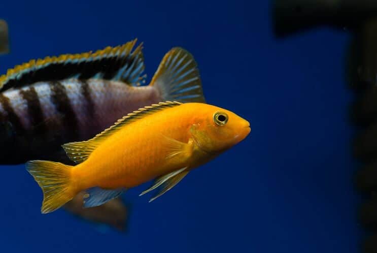 Keltainen afrikkalainen cichlid