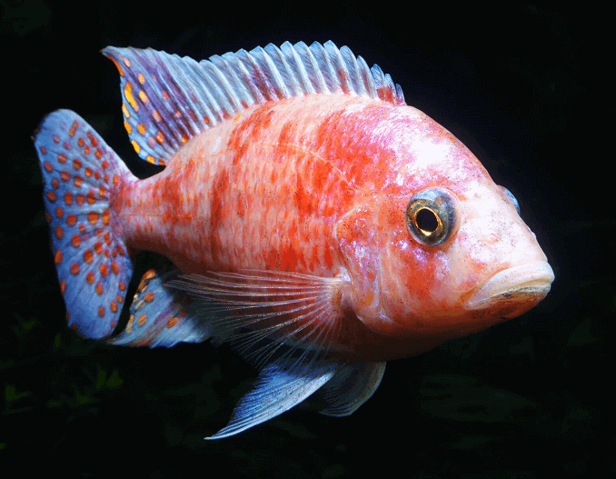 Riikinkukko Cichlid